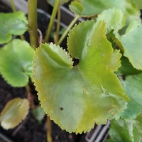 Synthyris missurica stellata